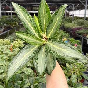 Exact Plant Aglaonema White Rain Specific 4” Pot 19112FEE | F (All PLANTS require you to purchase 2 plants!)