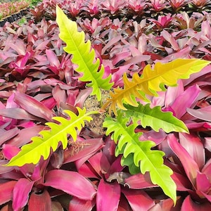 Philodendron Golden crocodile Starter Plant (ALL STARTER PLANTS require you to purchase 2 plants!)