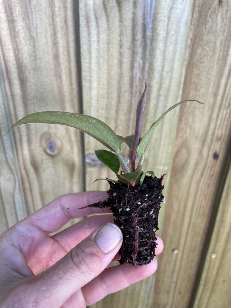 TheGreenEscape Philodendron Plant - Thumbnail 4