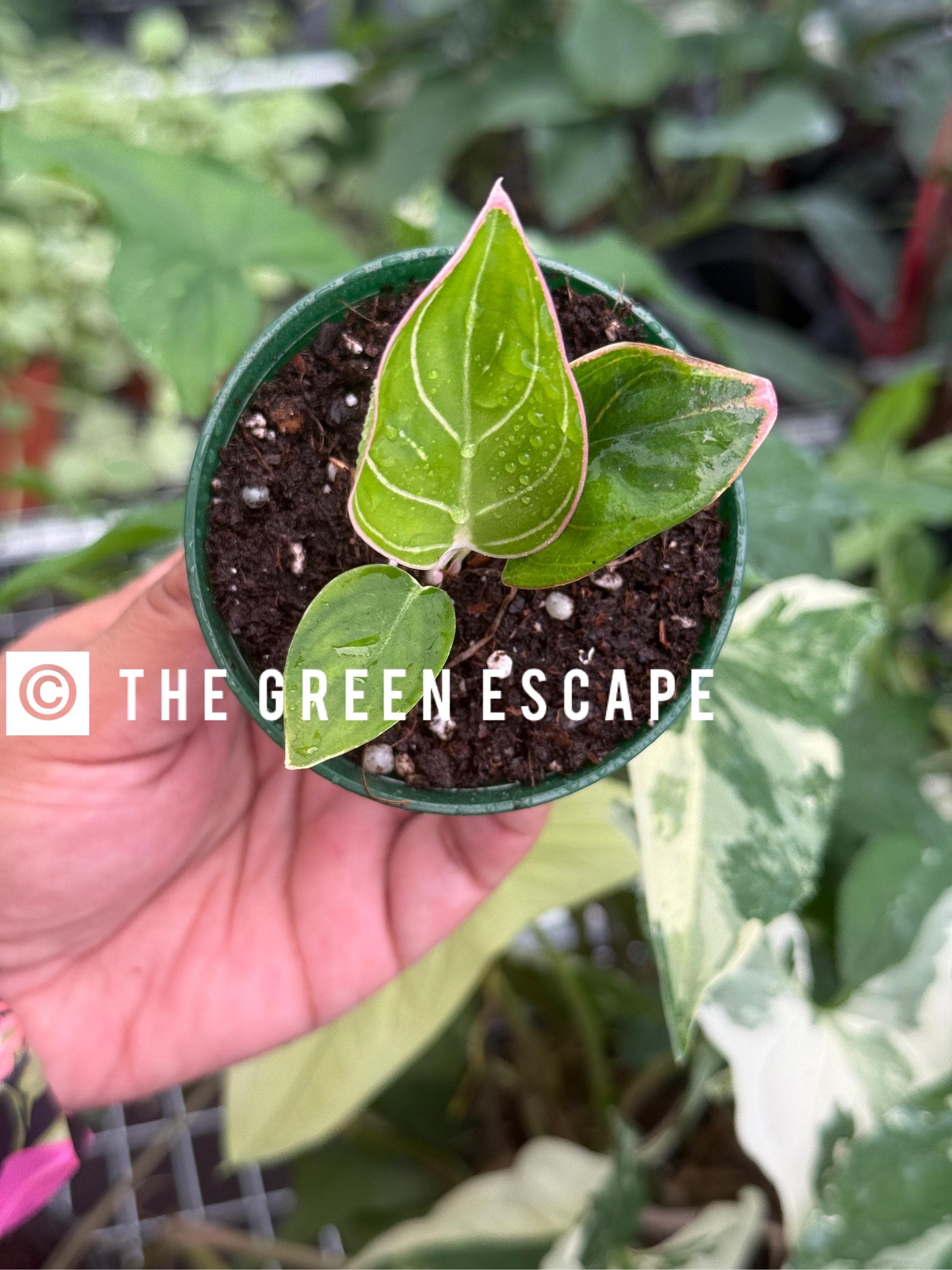 Aglaonema Lipstick - Etsy