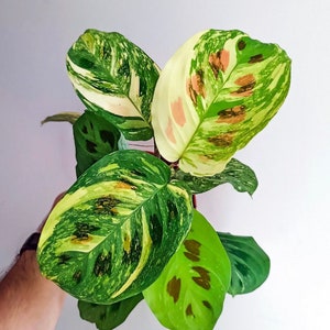 Variegated Maranta beauty Kim Starter Plant (ALL STARTER PLANTS require you to purchase 2 plants!)