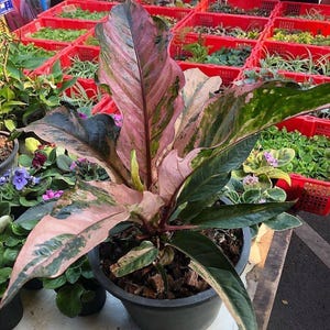 May include: A potted houseplant featuring large, elongated leaves with a variegated pattern of deep forest green and soft pastel pink. The foliage displays prominent dark veins and a glossy texture, growing from a central stem in a black plastic pot.