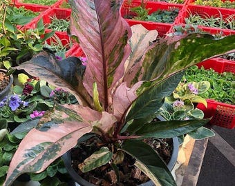 Seed Grown Anthurium Black Sweet X Fort Sherman Starter Plant (ALL