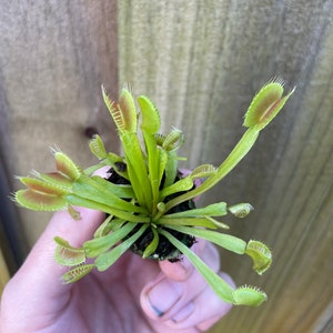 May include: A small Venus flytrap plant with bright green leaves and reddish-brown traps. The plant is held in a person's hand, showcasing its unique, toothed traps. The plant is in a small pot with dark soil, set against a wooden fence.