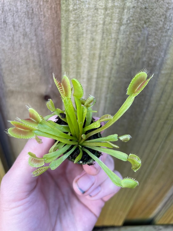 Venus fly trap “Dionaea muscipula” Starter Plant (ALL STARTER PLANTS require you to purchase 2 plants!)