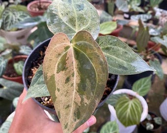 Variegated anthurium dark phoenix Tissue Culture (ALL PLANTS require you to purchase 2 plants!)