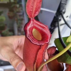 Nepenthes Lady Luck Starter Plant (ALL STARTER PLANTS require you to purchase 2 plants!)