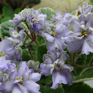 Sorra fuzzy face African violet starter plant (ALL Starter PLANTS require you to purchase 2 plants!)