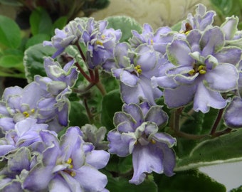 Sorra fuzzy face African violet starter plant (ALL Starter PLANTS require you to purchase 2 plants!)