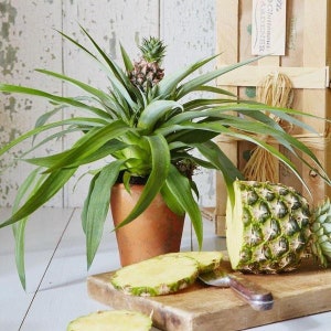 May include: A potted pineapple plant with green leaves and a brown pot. A cut pineapple is on a wooden cutting board with a knife.