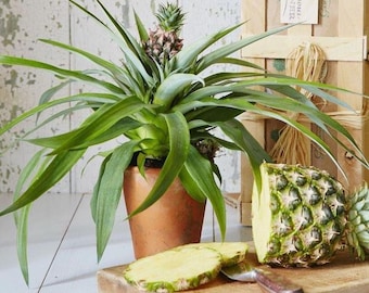 White jade pineapple Starter Plant (ALL STARTER PLANTS require you to purchase 2 plants!)