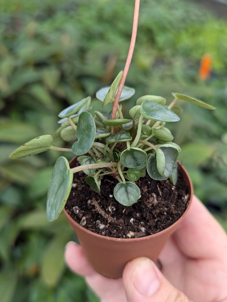 TheGreenEscape Peperomia Little Toscani - Thumbnail 3