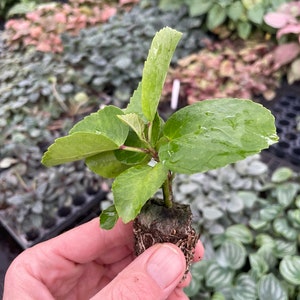 Pride of Hankins white hibiscus Starter Plant (ALL STARTER PLANTS require you to purchase 2 plants!) image 6