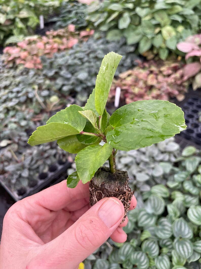 Pride of Hankins white hibiscus Starter Plant (ALL STARTER PLANTS require you to purchase 2 plants!) image 6