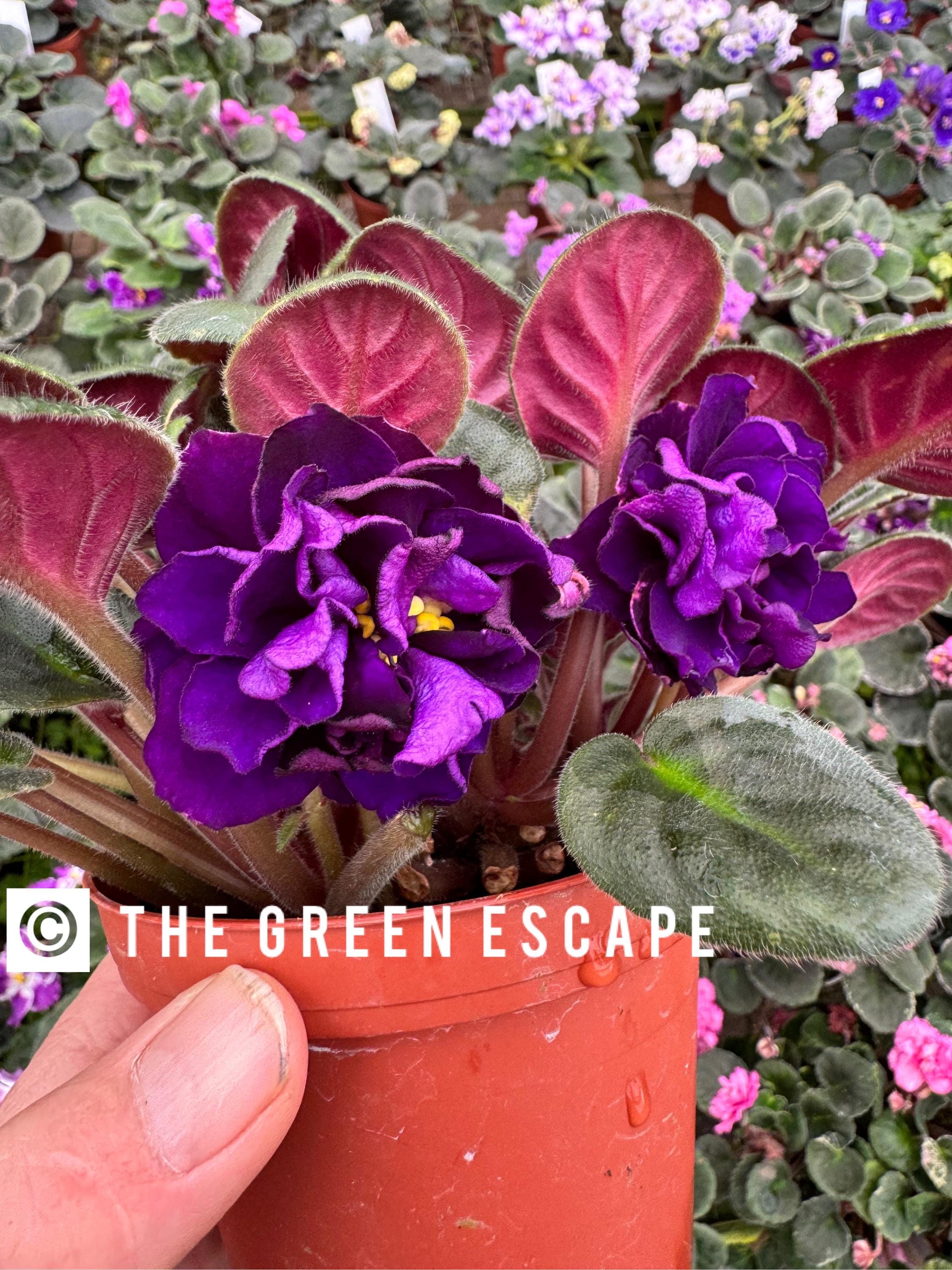 Black Pearl African Violet Starter Plant (ALL Starter PLANTS