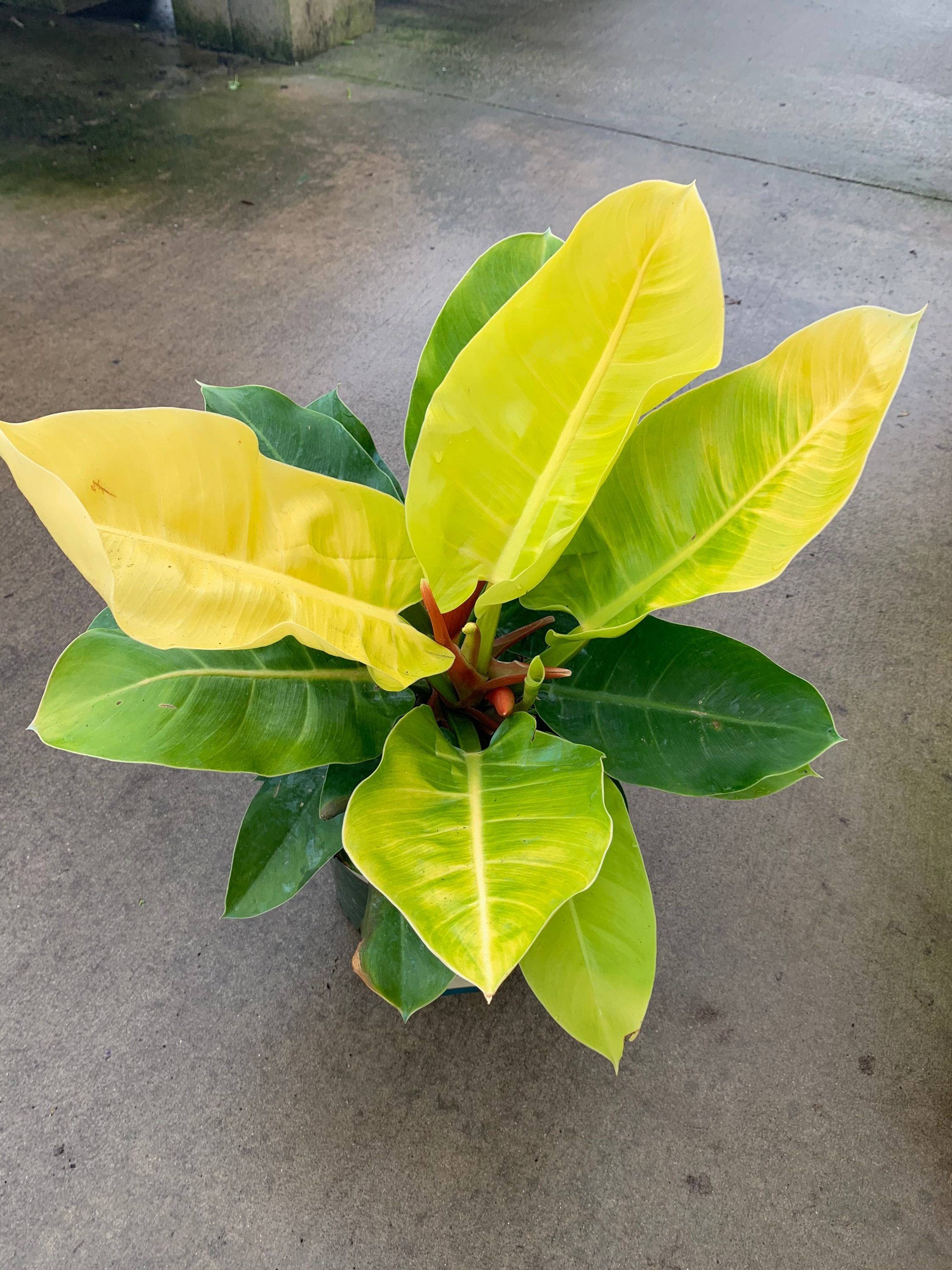 Philodendron Moonlight Starter Plant (ALL STARTER PLANTS Require You to  Purchase 2 Plants!) - Etsy