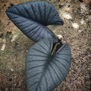 Alocasia Reginae Starter Plant (ALL STARTER PLANTS require you to purchase 2 plants!)