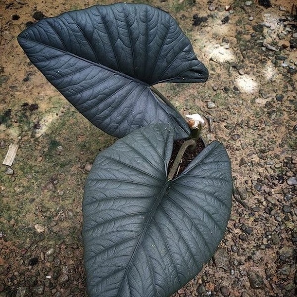 Alocasia Reginae Starter Plant (ALL STARTER PLANTS require you to purchase 2 plants!)