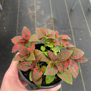 May include: A white ceramic mug with a black handle and the text "But First, Coffee" in a black, bold font. The mug is on a white surface.