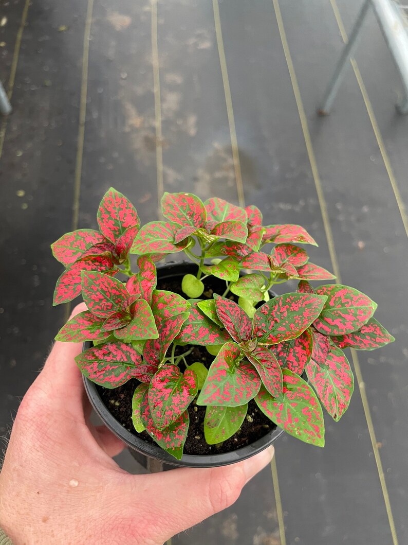 May include: A white ceramic mug with a black handle and the text "But First, Coffee" in a black, bold font. The mug is on a white surface.