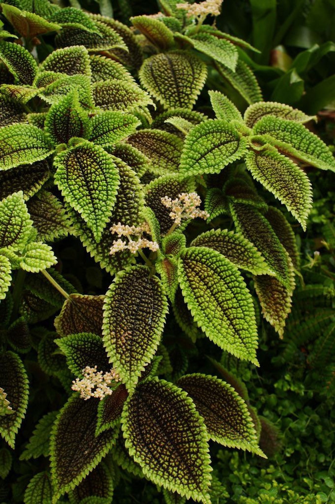 Enigmatic Pilea Moon Valley: An Enchanting Touch Of Lunar Elegance