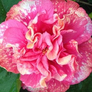 May include: A close-up of a vibrant pink hibiscus flower with ruffled petals. The flower has a speckled pattern of white and yellow, with a darker pink center. The flower is surrounded by green leaves.