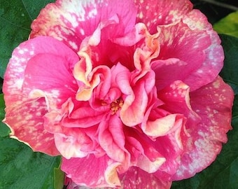 Jennie Lynn Hibiscus Starter Plant (ALL STARTER PLANTS require you to purchase 2 plants!)