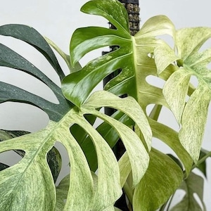 Monstera Mint Starter Plant (ALL STARTER PLANTS require you to purchase 2 plants!)