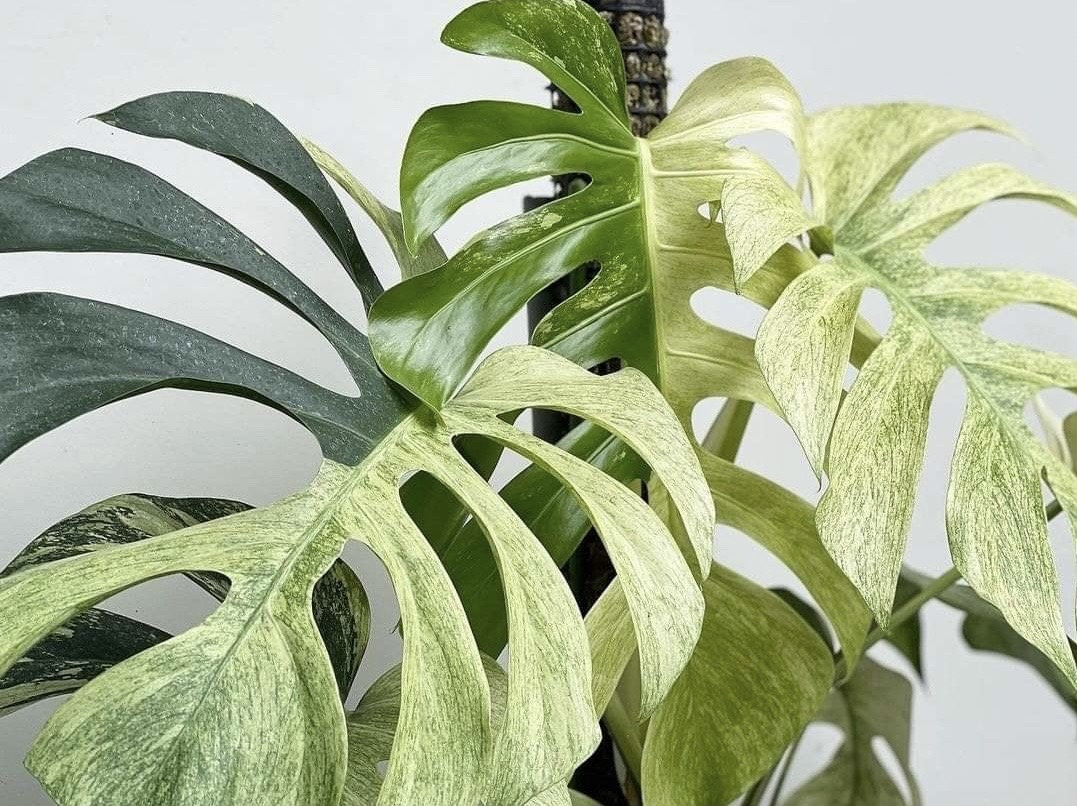 Monstera Full Mint Variegated ( Top Plant) - Etsy