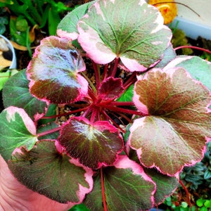 Variegated Strawberry Begonia (saxifraga stolonifera tricolor) Starter Plant (ALL STARTER PLANTS require you to purchase 2 plants!)