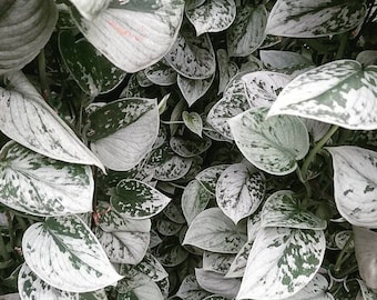 Scindapsus plateado Anne Planta de inicio (¡TODAS LAS PLANTAS DE INICIO requieren la compra de 2 plantas!)