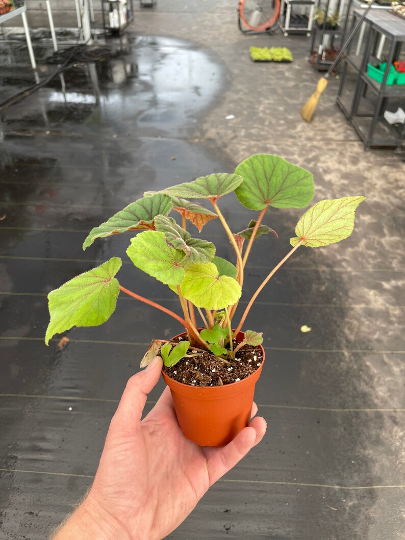 Begonia Sericoneura var. Lindleyana 4 pot ALL PLANTS require you to purchase 2 plants image 5