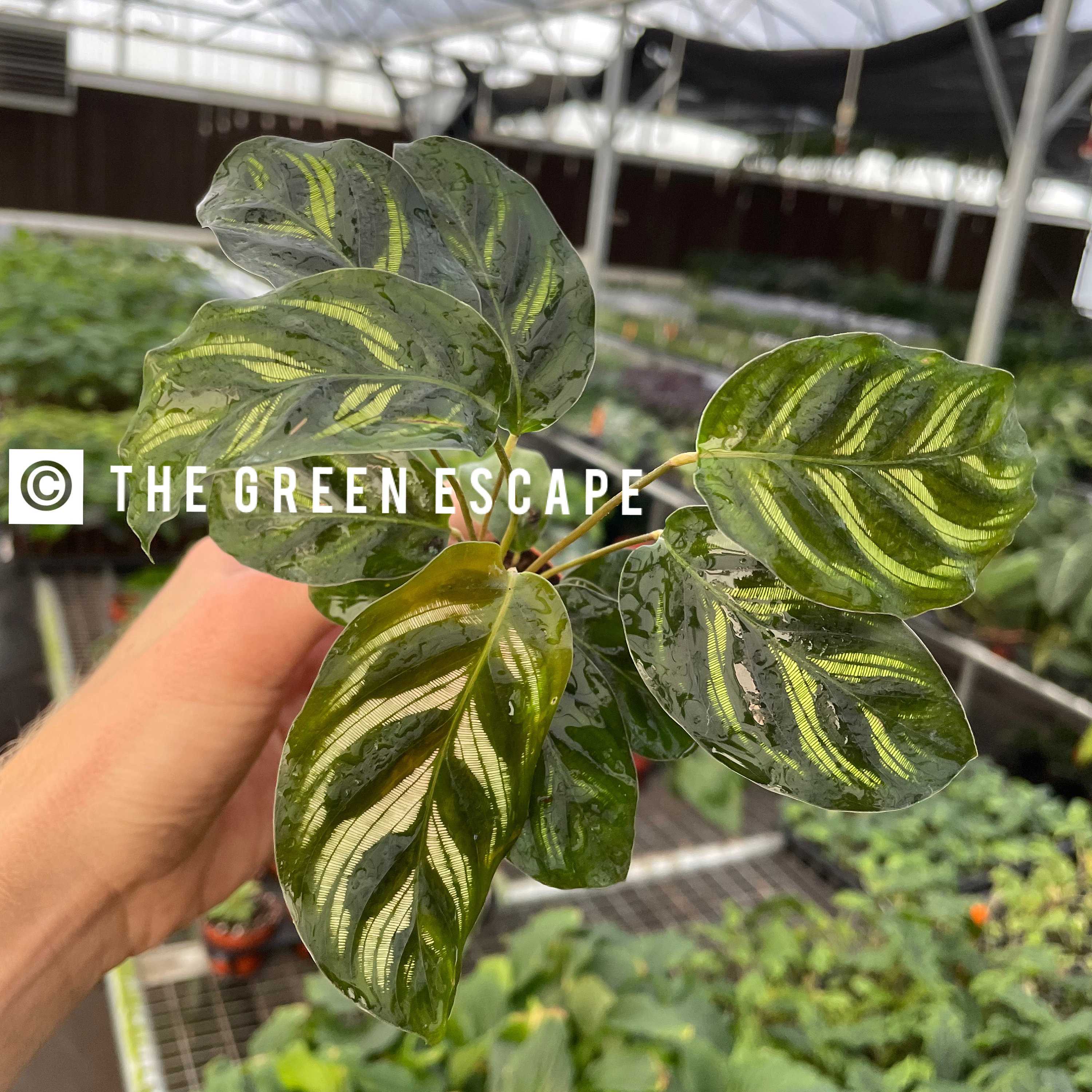 Calathea Makoyana 2 Pot (ALL PLANTS Require You to Purchase 2 Plants!) -  Etsy