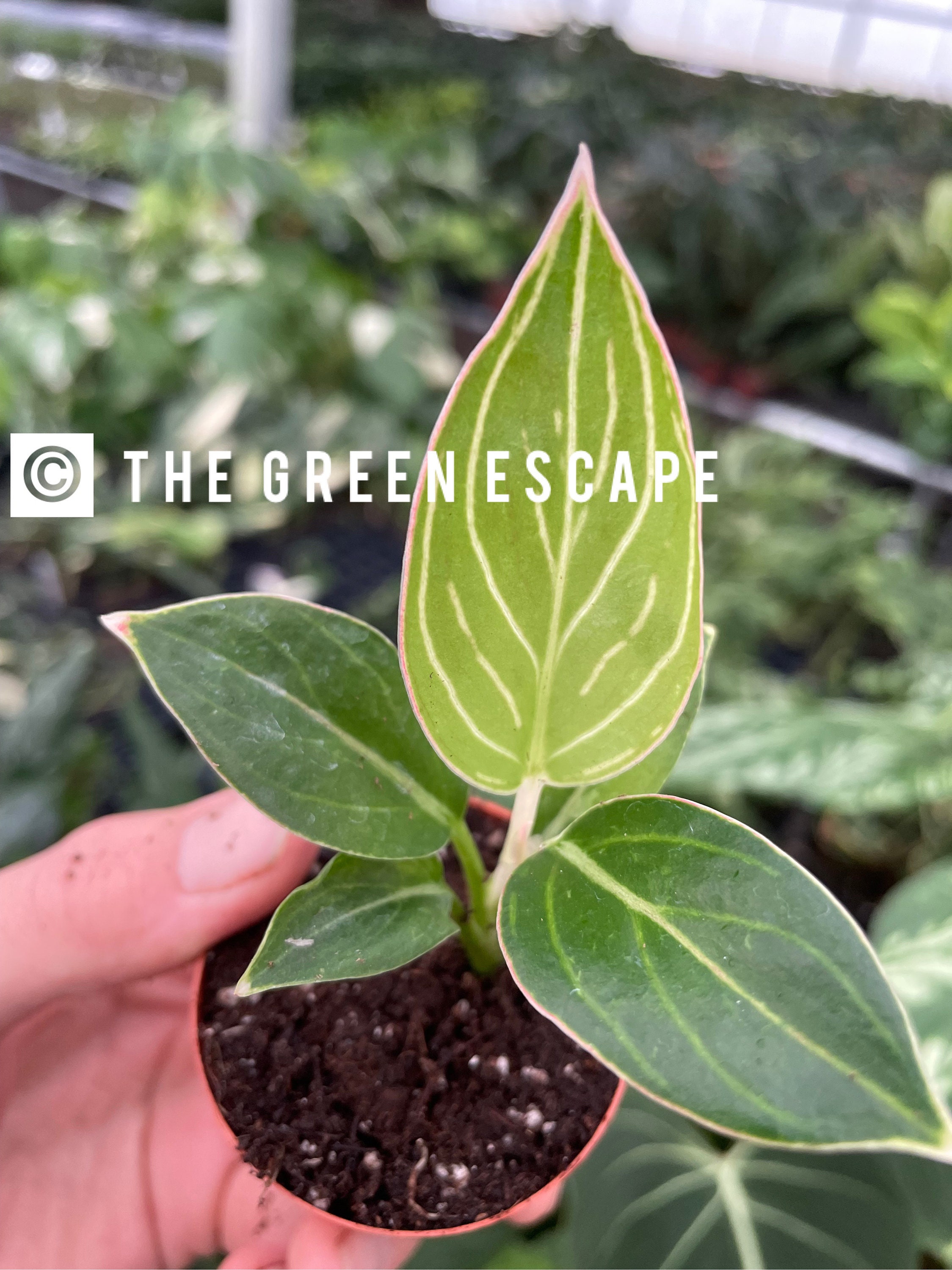 Aglaonema Khanza Pink 2” Pot (ALL PLANTS Require You to Purchase 2