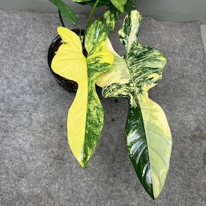 May include: Close-up of a potted plant with large, variegated leaves. The leaves display a striking split color pattern, with one side a vibrant yellow and the other a mix of green and yellow. The plant is set against a neutral gray background.