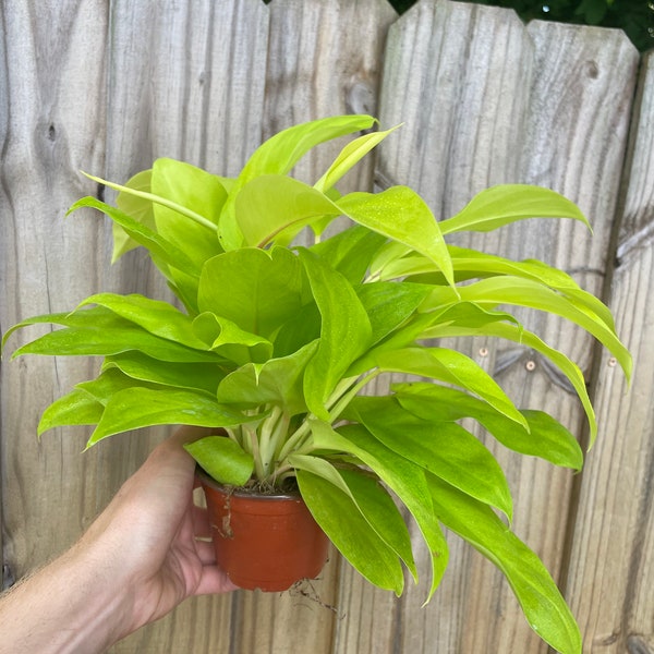 Philodendron golden goddess 4” pot (ALL PLANTS require you to purchase 2 plants!)