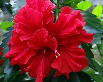 Double red hibiscus Starter Plant (ALL STARTER PLANTS require you to purchase 2 plants!)