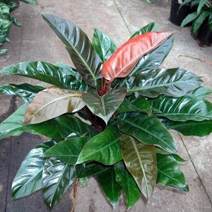 Philodendron imperial red Starter Plant (ALL STARTER PLANTS require you to purchase 2 plants!)