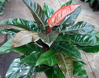 Philodendron imperial red Starter Plant (ALL STARTER PLANTS require you to purchase 2 plants!)