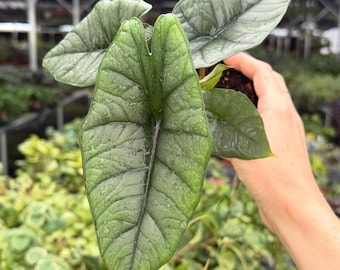 Exact Plant Alocasia Platinum “Bisma” Specific 4” Pot 404FEE | F (All PLANTS require you to purchase 2 plants!)