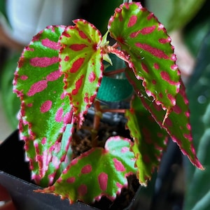 May include: A close-up of a Begonia plant with vibrant green leaves speckled with bright pink spots and edges. The plant is in a small black pot, showcasing the unique color pattern of the foliage. The leaves have a ruffled edge.