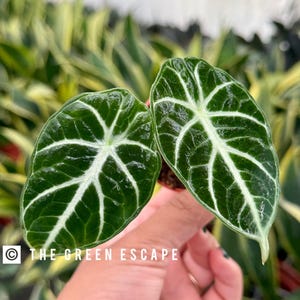 Alocasia Ninja 2” pot (ALL PLANTS require you to purchase 2 plants!)