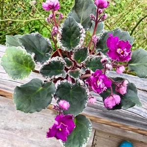 Apache redcoats African violet starter plant (ALL PLANTS require you to purchase 2 plants!)