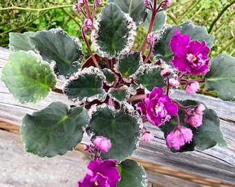 Apache redcoats African violet starter plant (ALL PLANTS require you to purchase 2 plants!)
