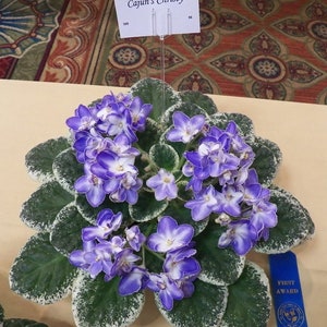 Cajuns Christy African violet starter plant (ALL Starter PLANTS require you to purchase 2 plants!)