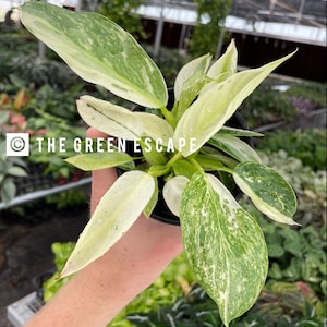 philodendron Jose buono Starter Plant (ALL STARTER PLANTS require you to purchase 2 plants!)