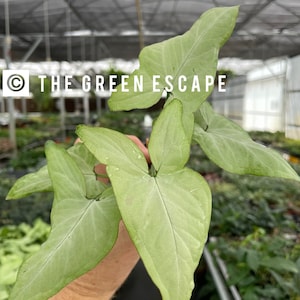 Syngonium salmon Starter Plant (ALL STARTER PLANTS require you to purchase 2 plants!)