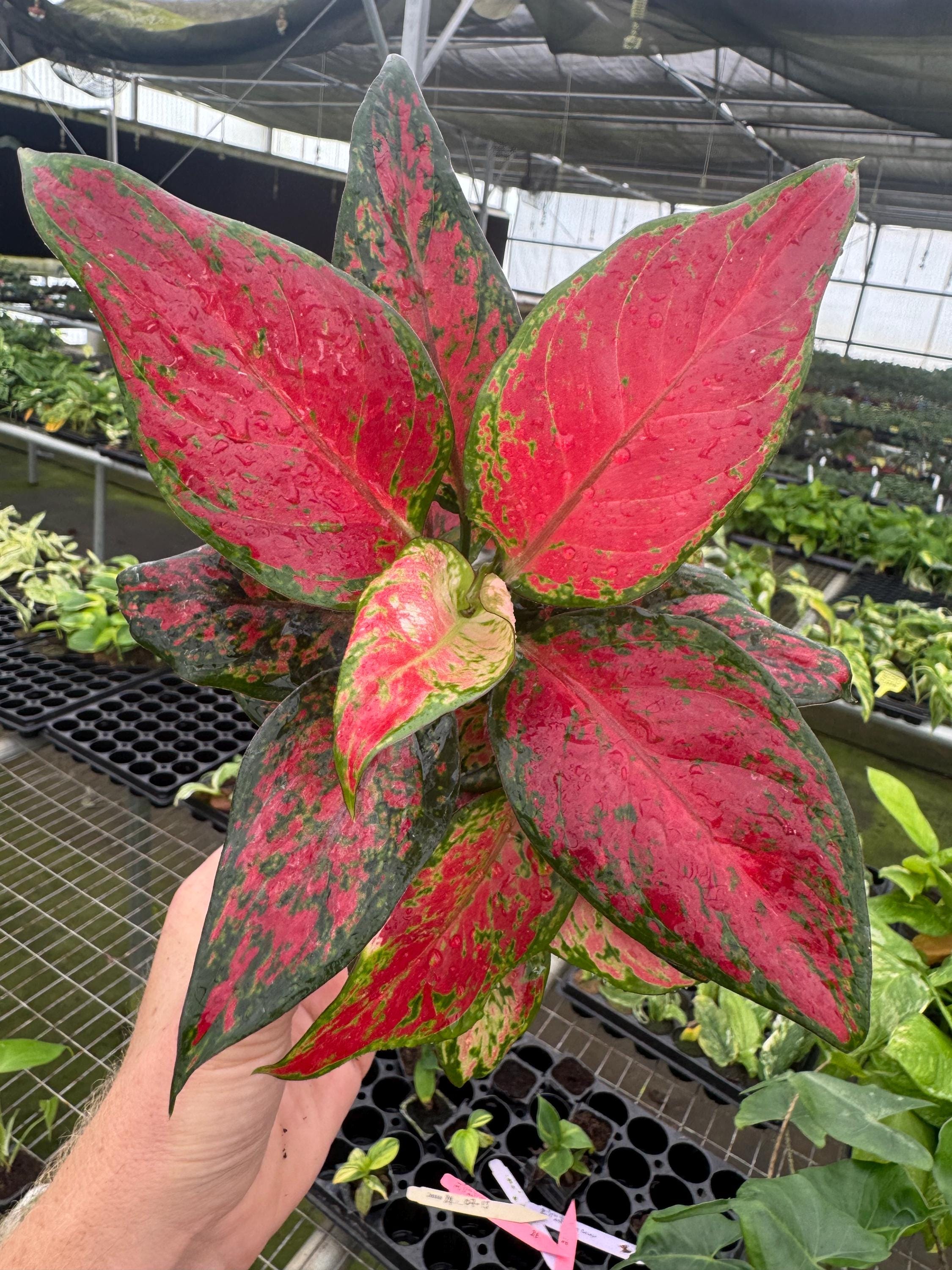 large indoor plants near me Fiddle Leaf Fig Potted Houseplant