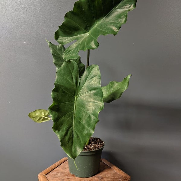 Alocasia Tyrion Starter Plant (ALL STARTER PLANTS require you to purchase 2 plants!)