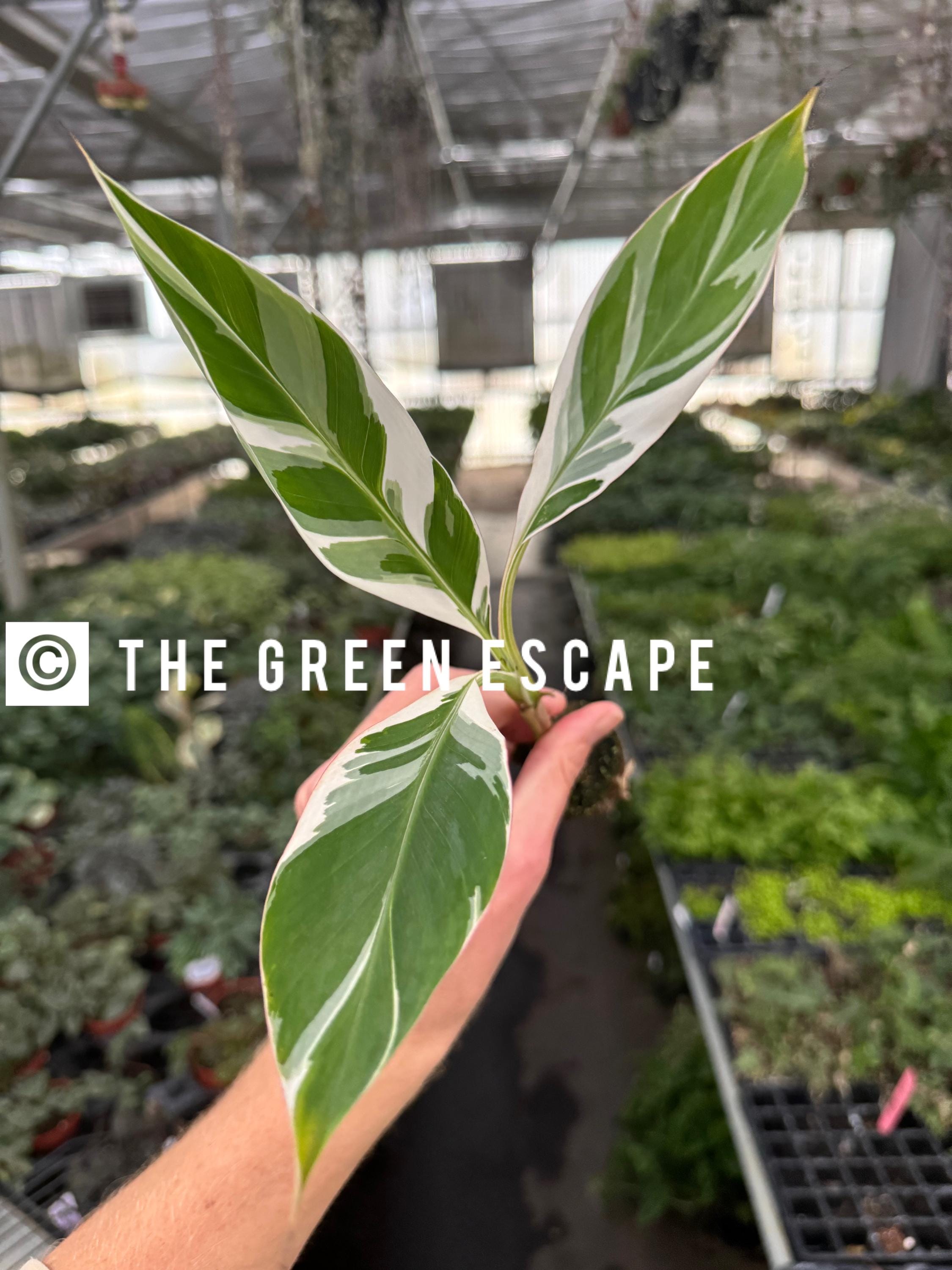 Variegated Florida banana Starter Plant (ALL STARTER PLANTS require you to purchase 2 plants!)